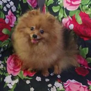 natashamarienavarro avatar