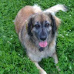 lorrainetilston-brookes avatar