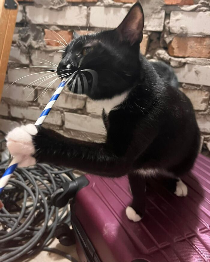 "7 Days Ago Everything Changed": This Is What It's Like To Live In The Kyiv Bomb Shelter When You’re A Cat "7 Days Ago Everything Changed": This Is What It's Like To Live In The Kyiv Bomb Shelter When You’re A Cat