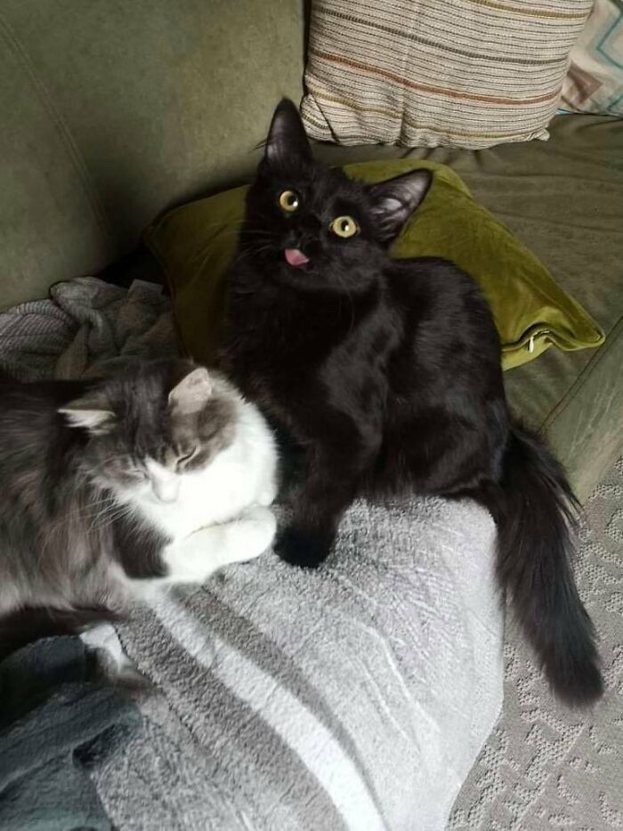 "7 Days Ago Everything Changed": This Is What It's Like To Live In The Kyiv Bomb Shelter When You’re A Cat "7 Days Ago Everything Changed": This Is What It's Like To Live In The Kyiv Bomb Shelter When You’re A Cat