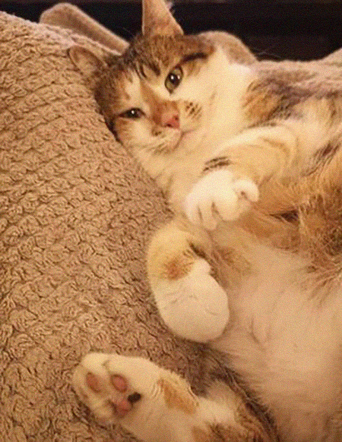 "7 Days Ago Everything Changed": This Is What It's Like To Live In The Kyiv Bomb Shelter When You’re A Cat "7 Days Ago Everything Changed": This Is What It's Like To Live In The Kyiv Bomb Shelter When You’re A Cat