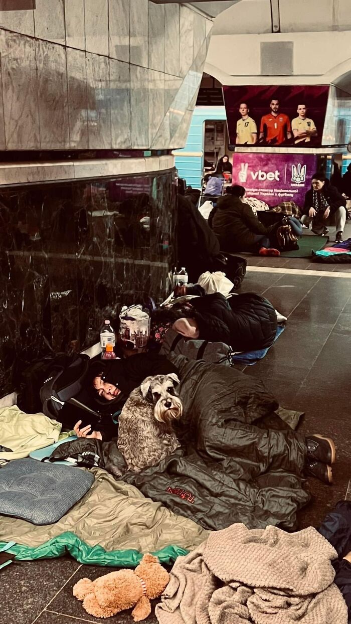 "7 Days Ago Everything Changed": This Is What It's Like To Live In The Kyiv Bomb Shelter When You’re A Cat "7 Days Ago Everything Changed": This Is What It's Like To Live In The Kyiv Bomb Shelter When You’re A Cat