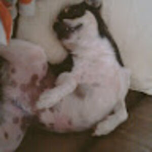 julianemaxwell avatar