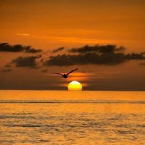 angelbeauty1952 avatar