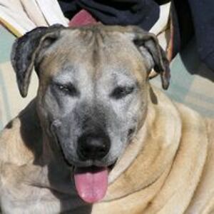 rhondadknight avatar