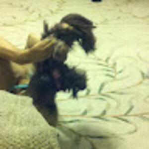 allenehelmick avatar