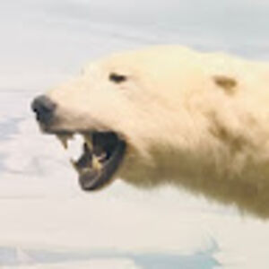 apolarbear avatar