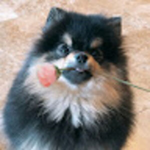 lamtruongquynh avatar