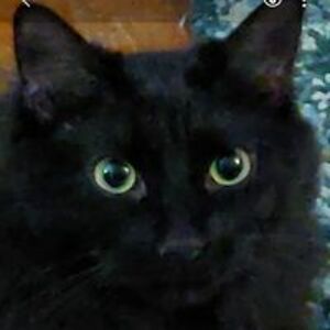 ladyoflorien00 avatar