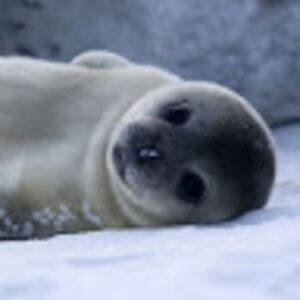 lilyflintstudent avatar