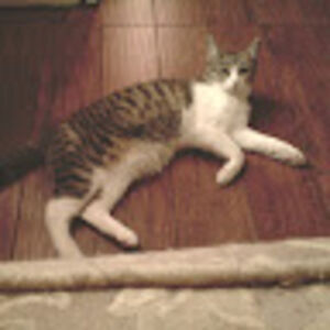 jacquelinepride avatar