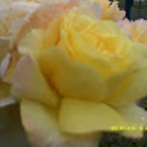 angharadannjones avatar