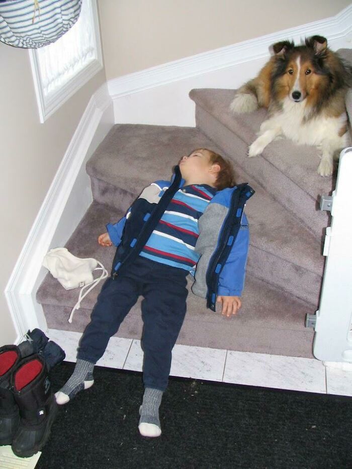 My Dog Son Not Impressed With My Human Son's Stamina After Herding Him For An Hour