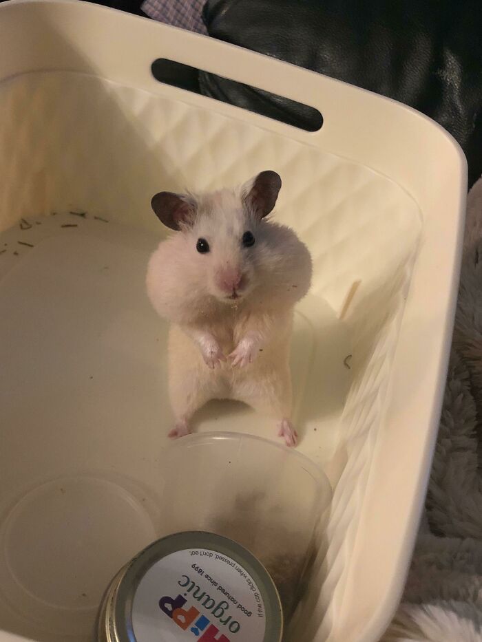 He Stole Some Carrot 