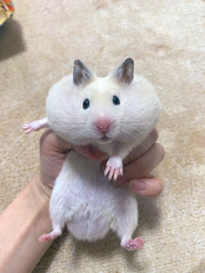 Behold The Thief Who Stole Everybody's Snacks