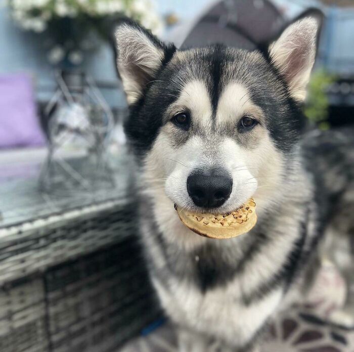 Look Who Stole My Crumpet