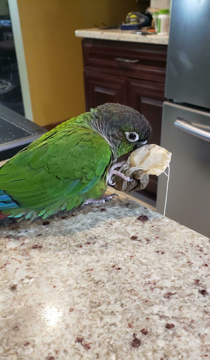 Pan Liked My Breathe Easy Tea So Much, He Stole The Tea Bag