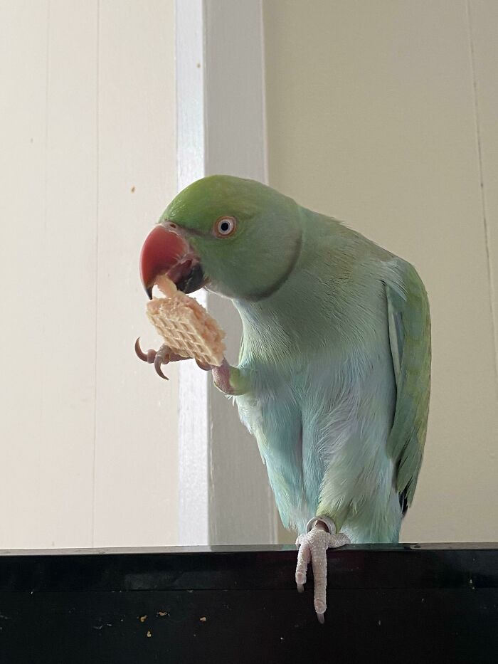 Someone Stole My Snack