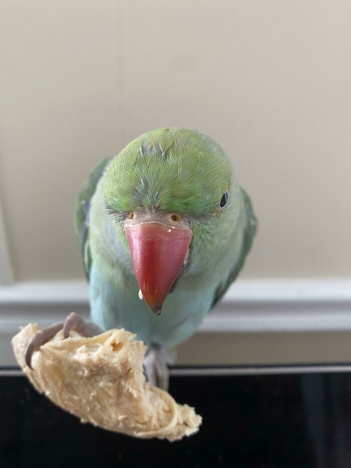 My Chicken Stole My Food