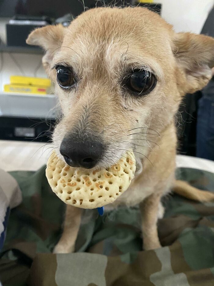 Cute Thief, Stole My Mini Pancake