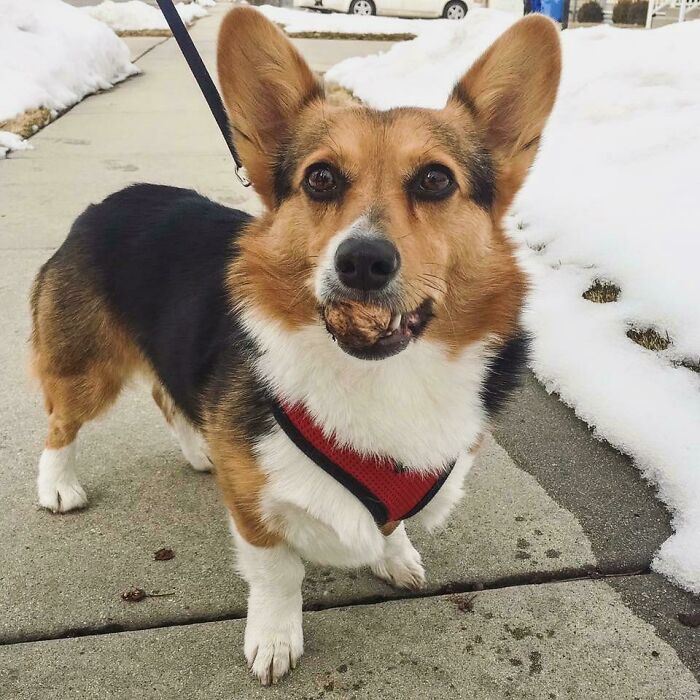 Little Goof Stole A Walnut And Didn’t Wanna Give It Up