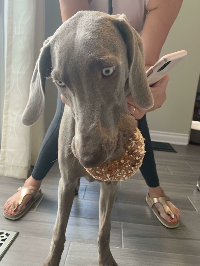 Bagel Thief
