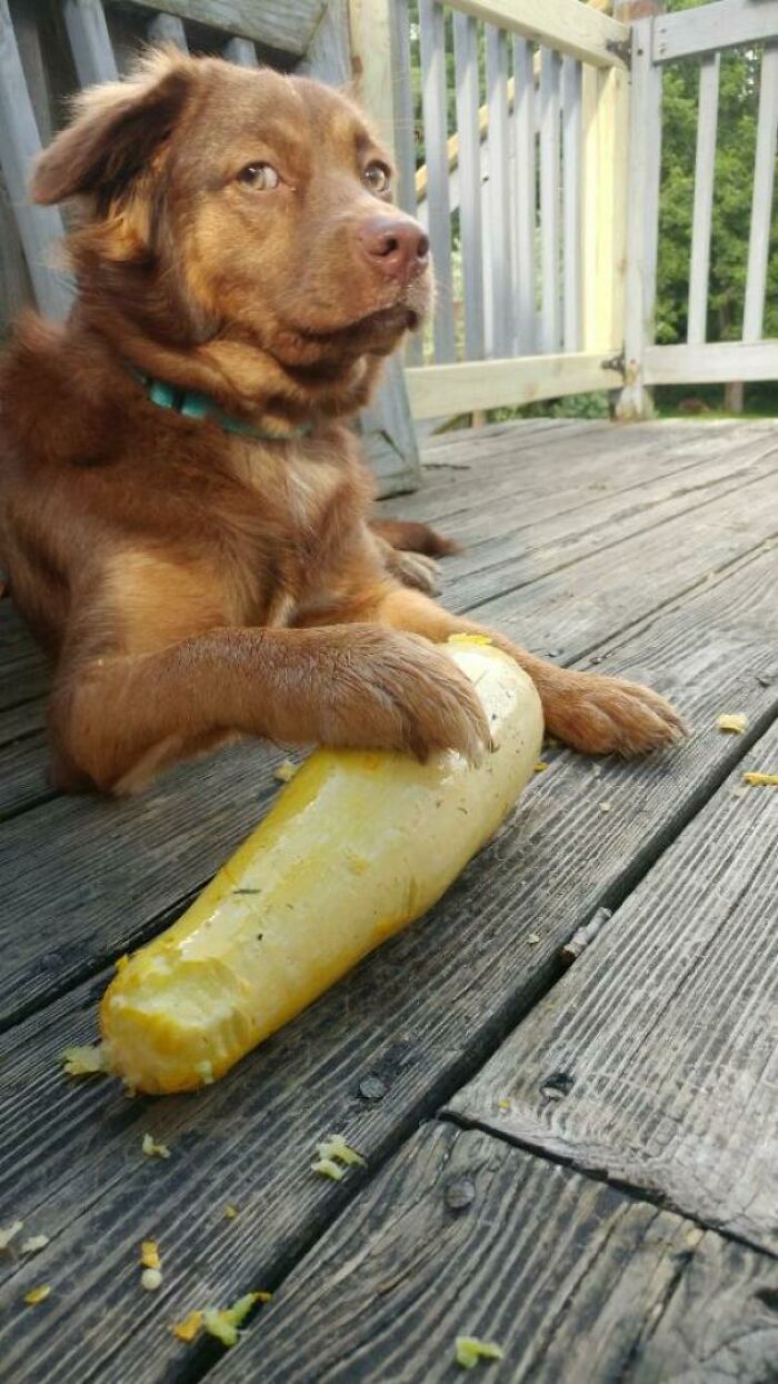 My Dog Decided To Steal A Squash The Neighbor Left On The Porch For Us. This Was The Look She Gave When We Tried To Take It Back