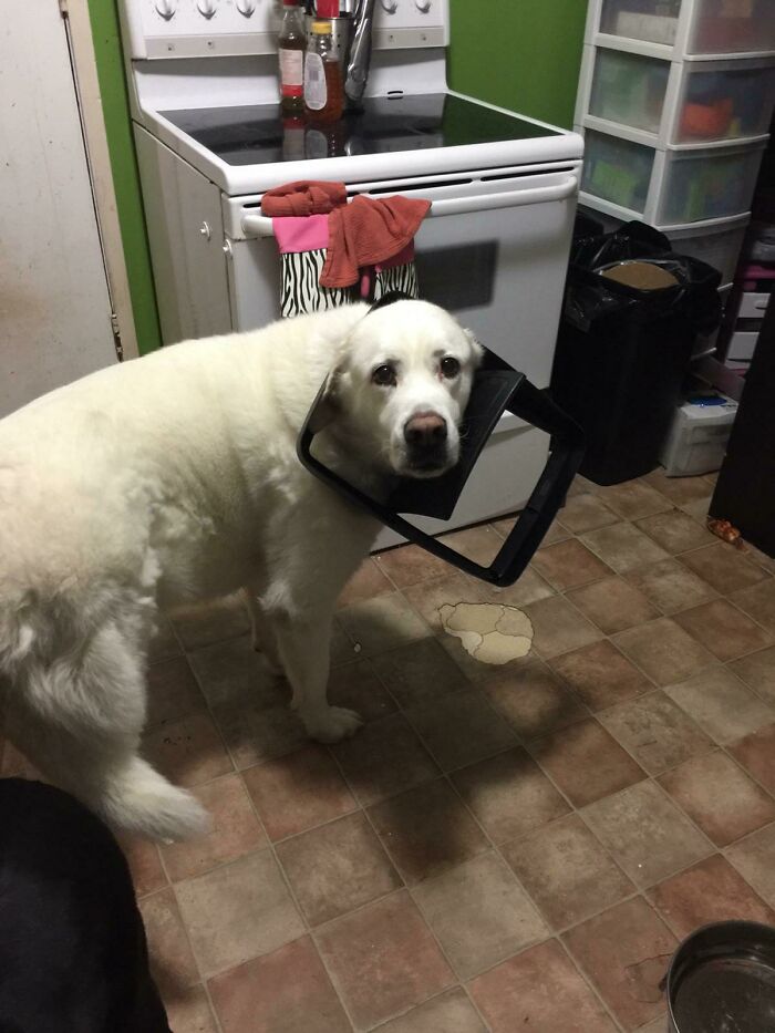 I Don’t Think He Thought Through His Plan To Steal Garbage