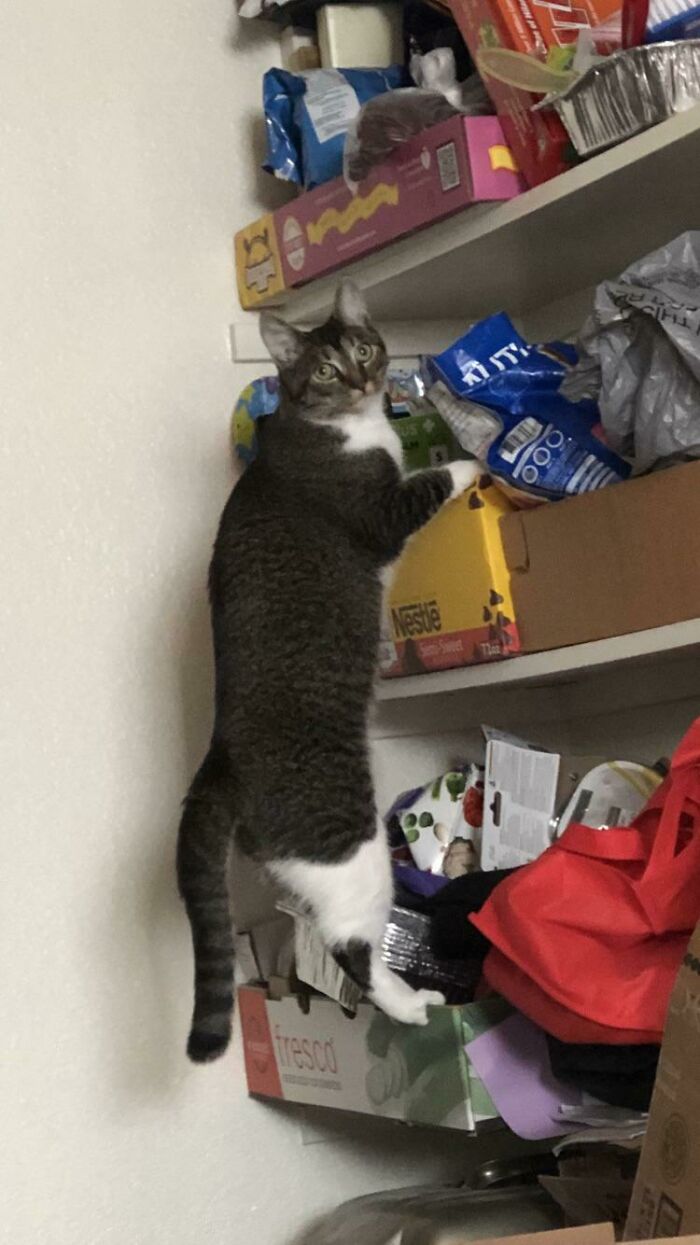 Caught My Cat Trying To Steal Extra Noms