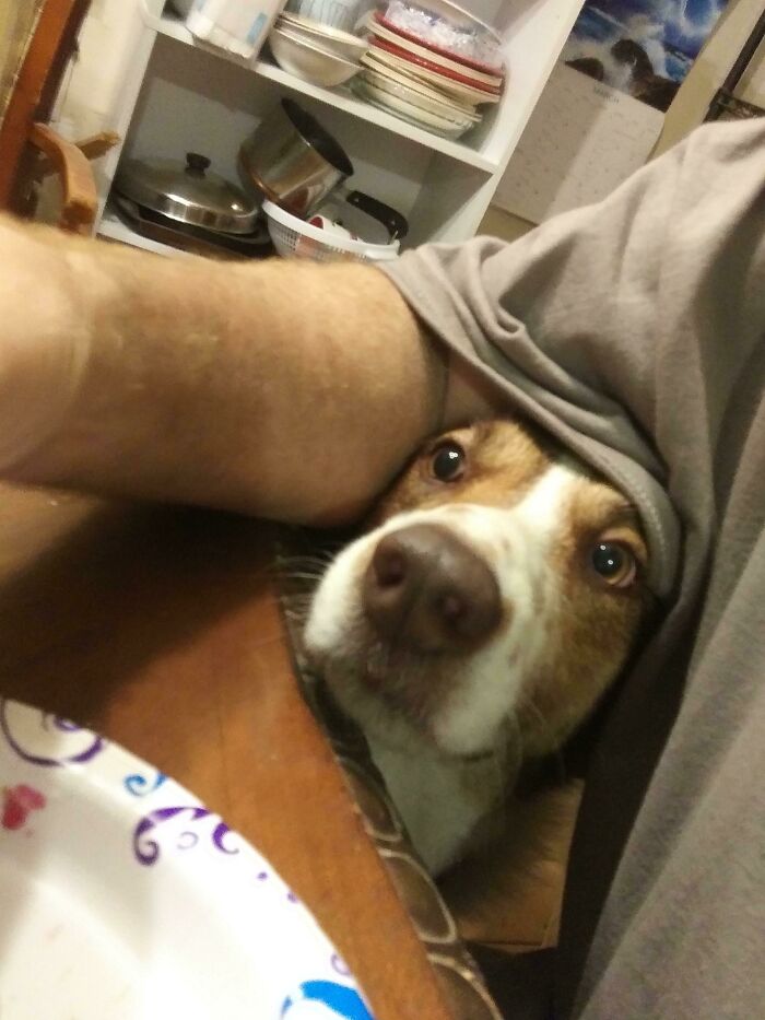 Comet Sneaking In To Try And Steal My Sandwich