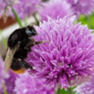 ghaoutimiloudi avatar