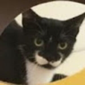 georginaassouad avatar