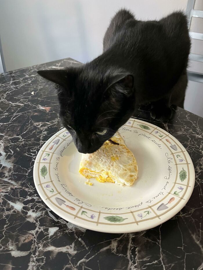 Spooky Trying To Steal My Eggs