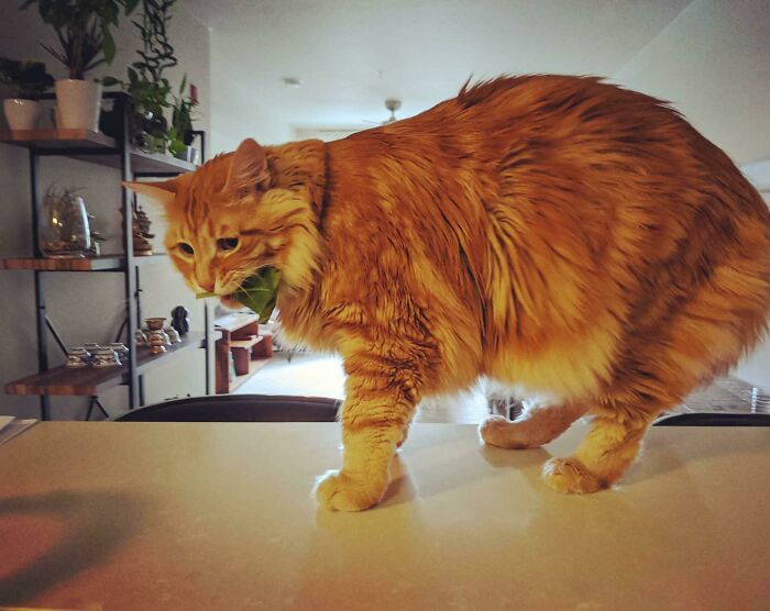 Vegan Cat! Just Kidding, He Was Stealing My Greens