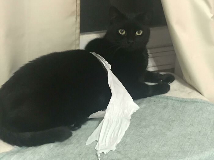 Busted. I Got My Head Stuck Through The Handle Of A Shopping Bag Filled With Cat Food And Ran Through The House , Wreaking Havoc. Oh - And Mom’s Eggs Were In There Too