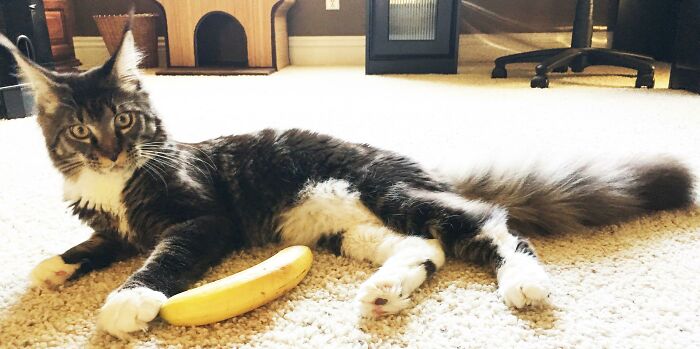 Can't Believe He Stole A Banana From The Kitchen And Carried It Up A Flight Of Stairs