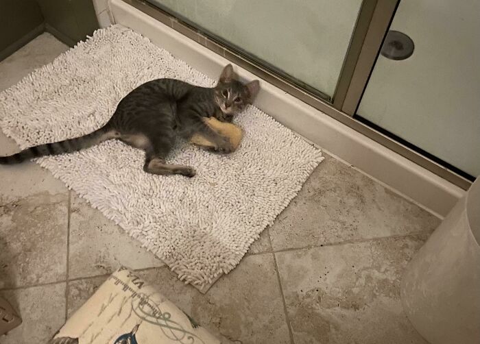 My Cat Stole A Homemade Baguette 