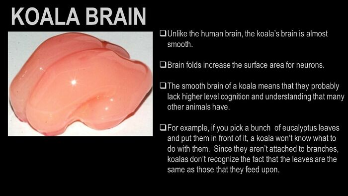 Koala Brains Look Like Top Quality Chicken Breast