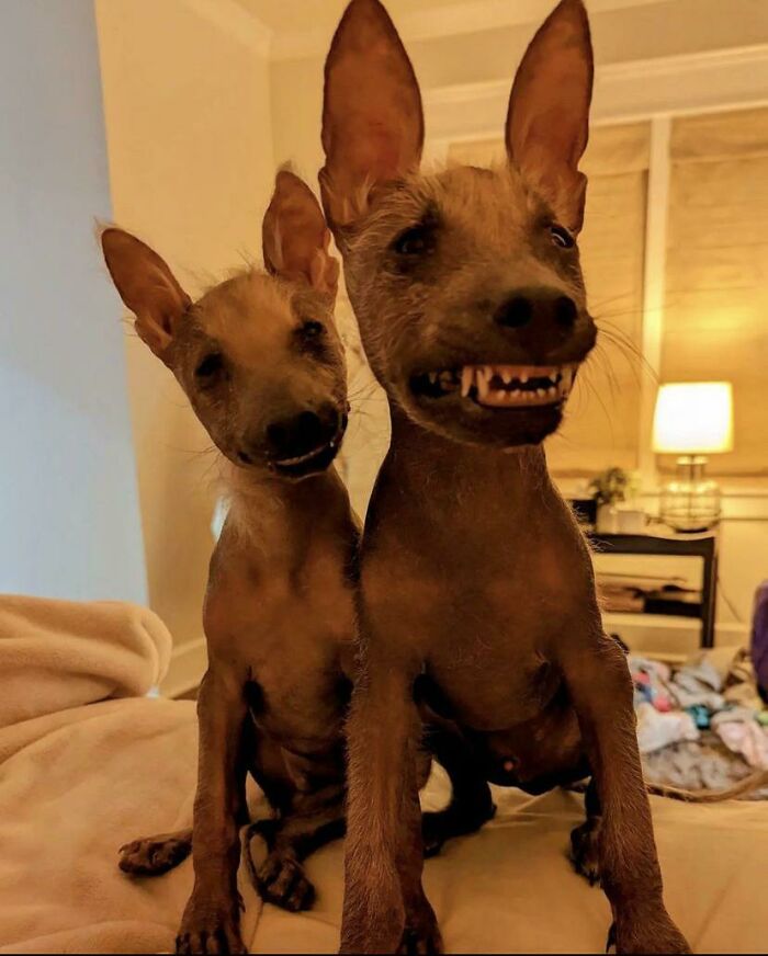 These Boys Have A Rare Genetic Condition And Just Got To The Us From Pr And Clearly They’re Happy To Be Here!!