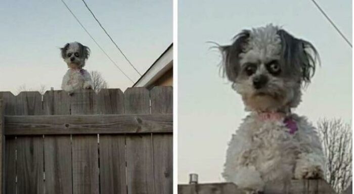 El perro se llama Junebug