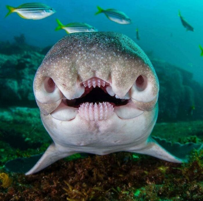 Odd Shark