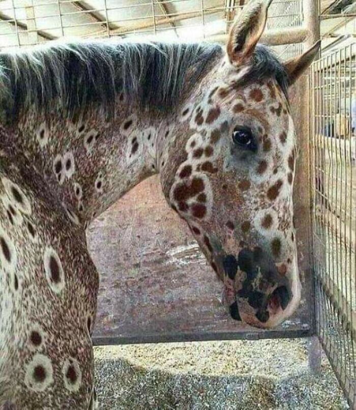 A Sorrel Leopard Appaloosa, Ancestors Bred By The Nez Perce Indians