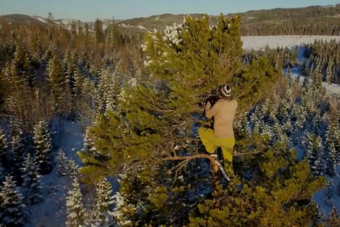 I Have Free Climbed Trees Since 2015. Photo: Mavic Pro. Height: 18 Meters