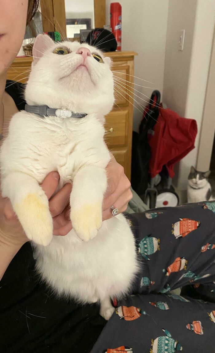 Spaghetti Sauce Bandit Caught Orange-Pawed (Bonus Chonk In The Bottom Right Corner)