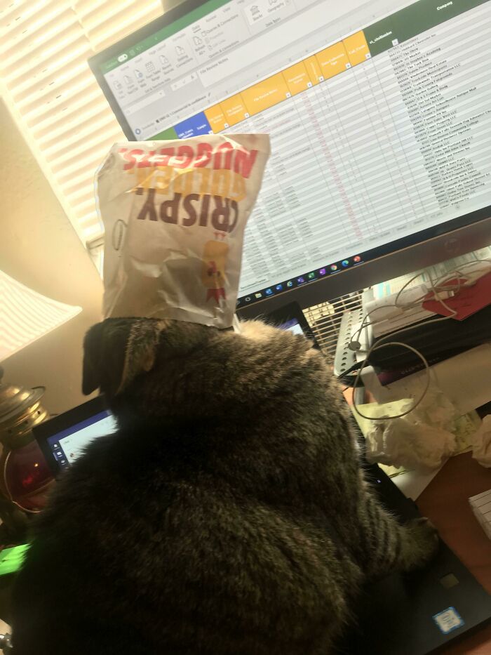 We Got A Nugget Thief. Caught Red Nosed