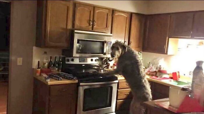 Got Caught Counter Surfing. Just A Small Snack