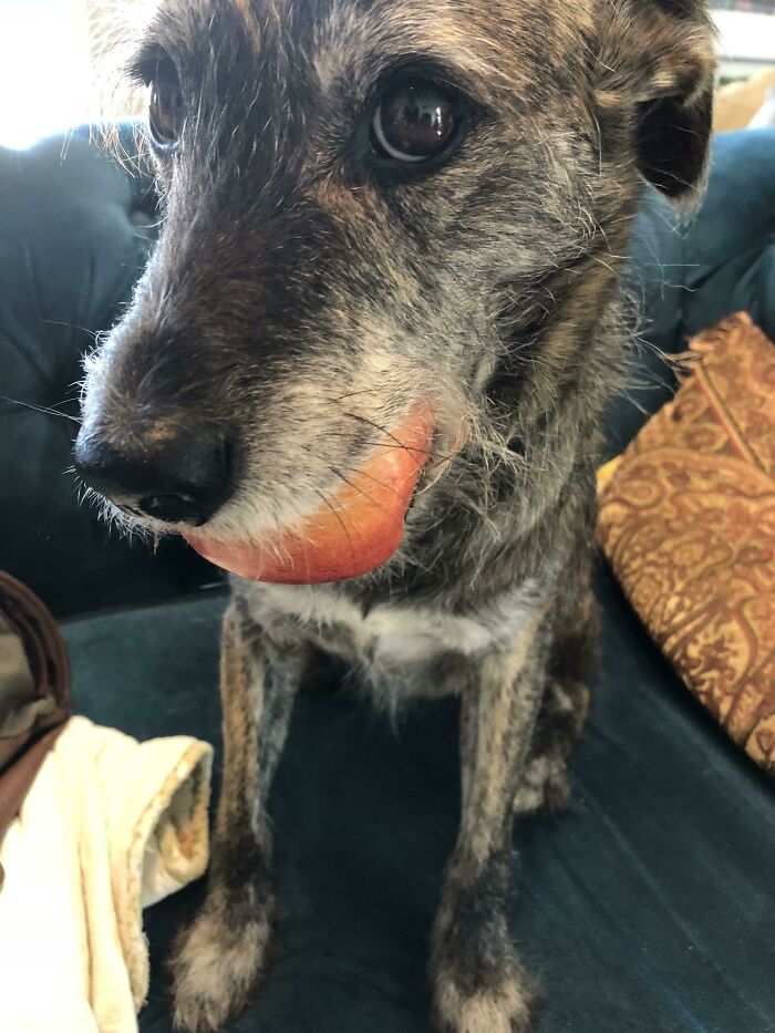 My Dog Stole An Apple From My Grocery Bag And Has Just Been Delicately Carrying It Around