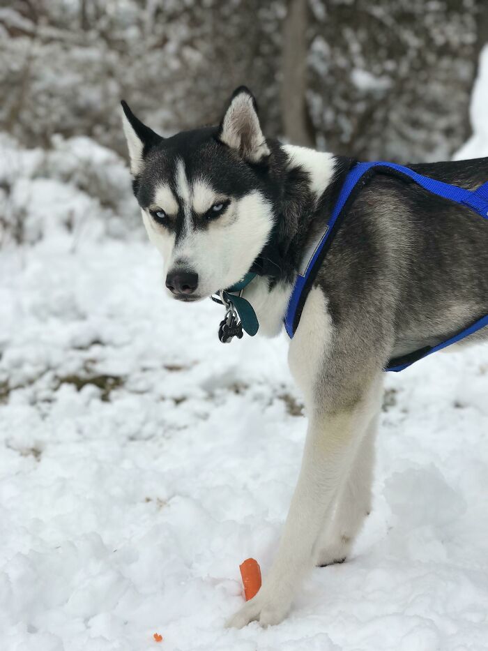 My Nephews And I Made A Snowman, Then This Guy Stole Its Nose