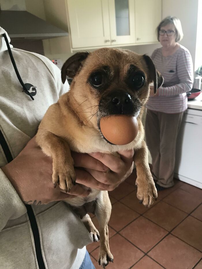 I Didn’t Steal The Egg. Promise