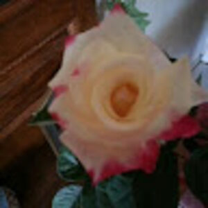 adriennecardy avatar